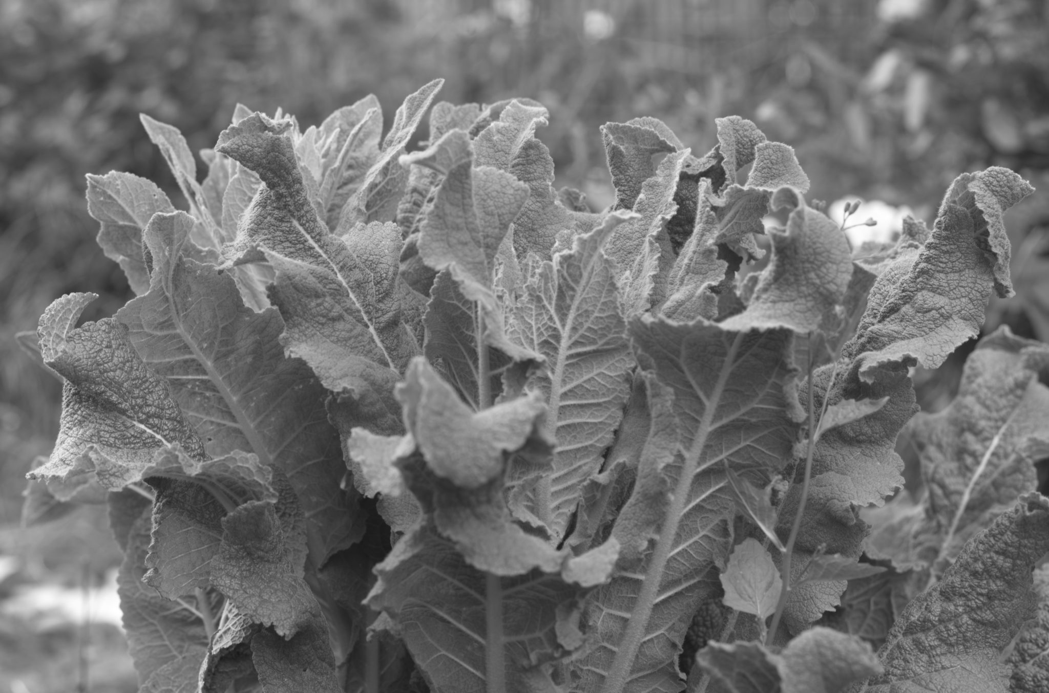 20210602  Gruen(t)raumHeimfeld 005